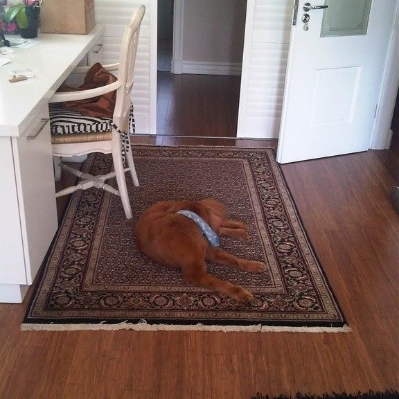 No 42 Carpet Description: Tabriz