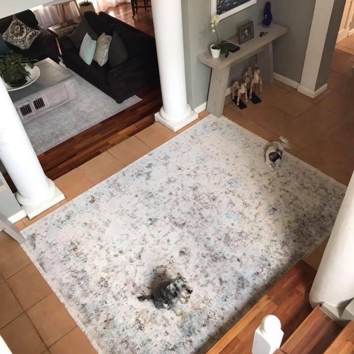 No 84 Ghorbany Collection: Zaya