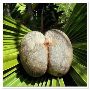 Coco de mer