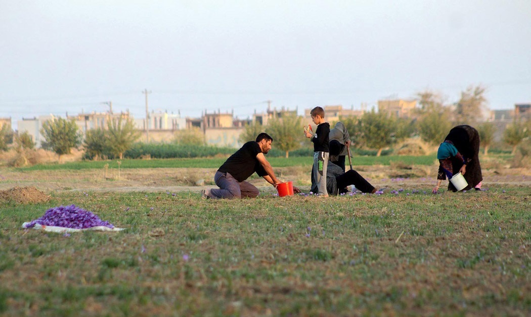 Harvesting saffron in Gonabad, Iran